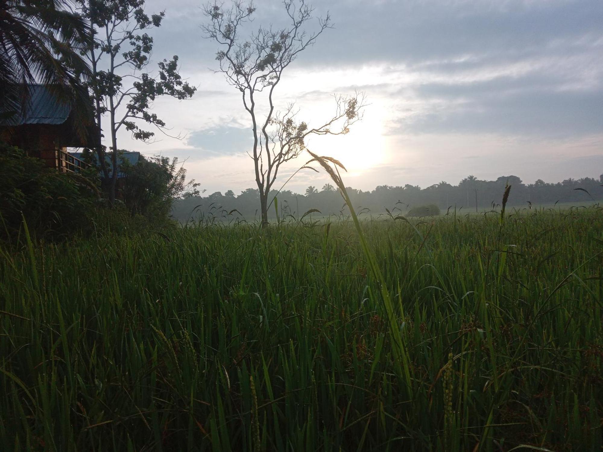 Sigiriya Paddy Field Hut Villa Rum bild